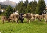 Kuhvilla