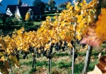 Weingut Schipf